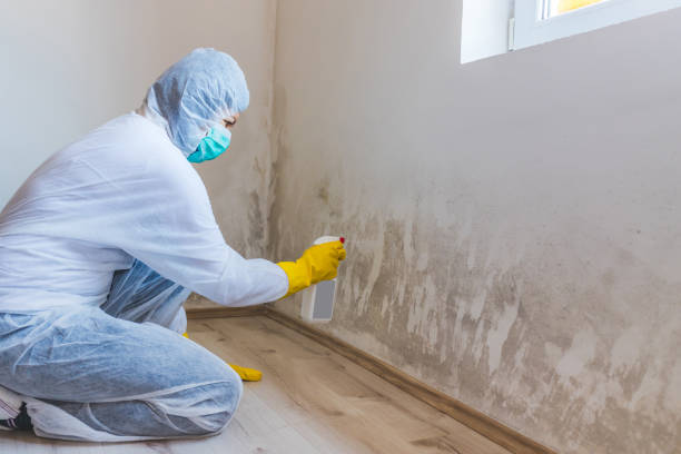 Licensed Mold Inspection service in Clinton, MI - WQB Mold Removal