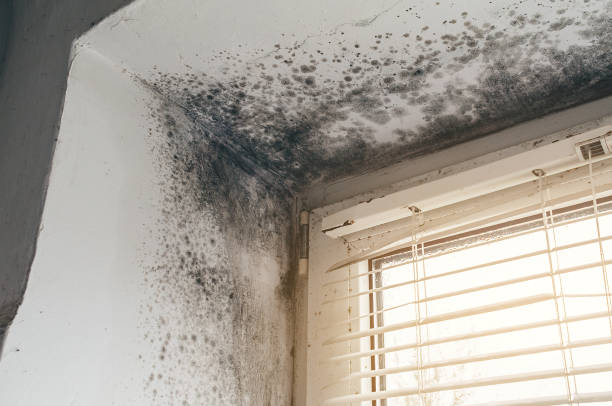 Affordable Mold Inspection solutions in Clinton, MI
